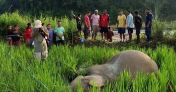 झापाको बाहुनडाँगीमा जंगली हात्ती मृत अवस्थामा फेला