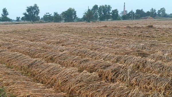 गएराती देखिको वर्षाले खेतको धान भिज्यो, कृषकहरू चिन्तित
