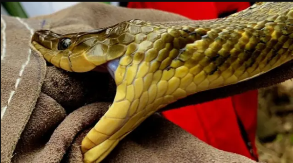 सर्पदंशपछि धामीझाँक्रीको भरपर्दा महिलाको मृत्यु