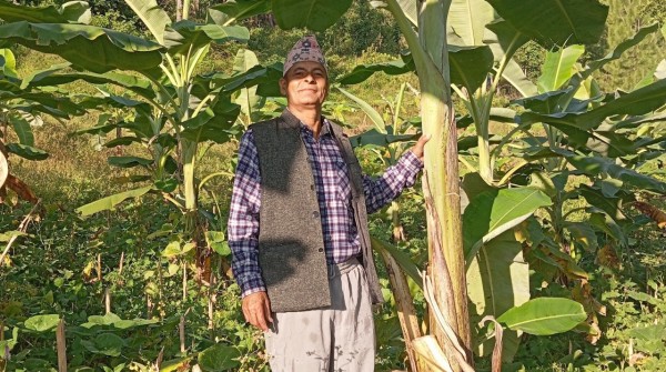 फलफूल खेतीमा रमाएको घिमिरे दम्पती