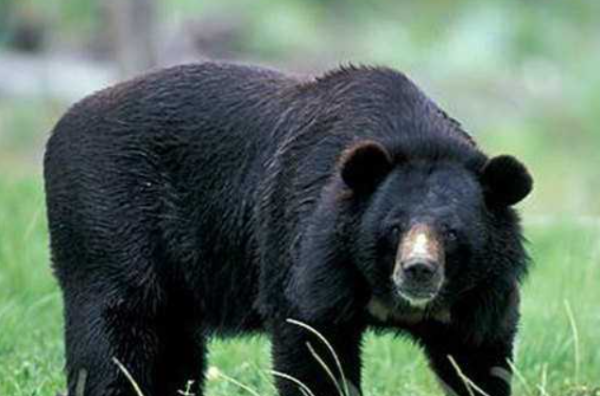 जुम्लाको हिमामा भालुको आक्रमण ,दुई जना घाइते