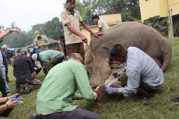 बर्दियामा हात्ती उपचार शिविर