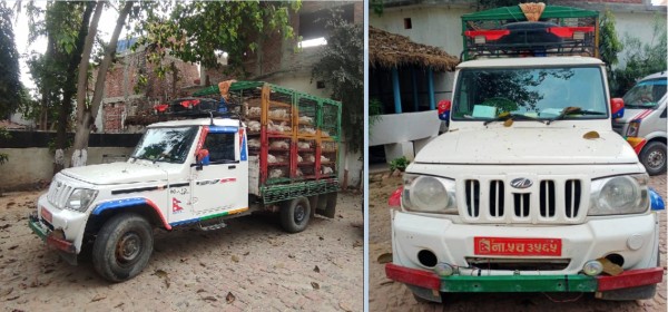 रौतहटमा तस्करीको कुखुरासहित बोलेरो नियन्त्रणमा