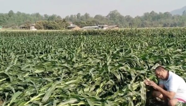 हावाहुरीको वितण्डा: रौतहटमा पकेट क्षेत्रकै मकै बाली सखाप, किसान मर्कामा