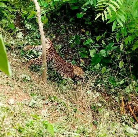हेटौँडाको सिमेन्ट रोड क्षेत्रमा फेरि चितुवा देखियो, स्थानीयलाई सतर्क रहन आग्रह