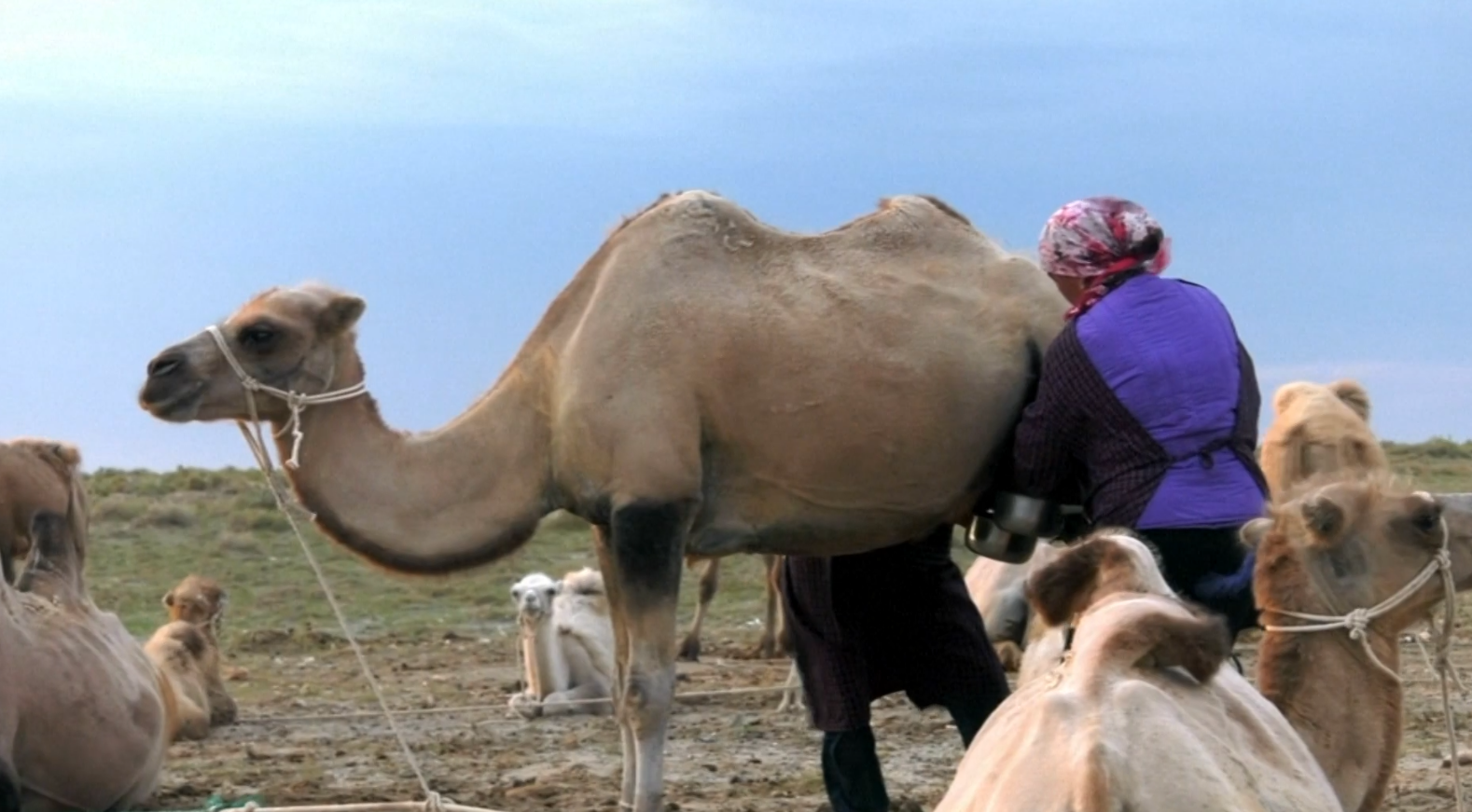 चीनमा ऊँटको दूध अर्थात ‘सेतो सुन’ : अर्थतन्त्रका लागि गतिलो आधार