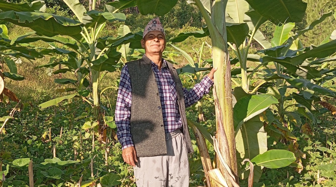 फलफूल खेतीमा रमाएको घिमिरे दम्पती