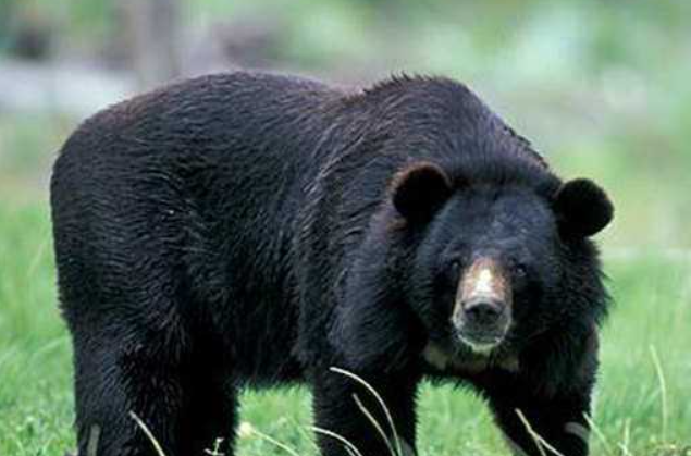 जुम्लाको हिमामा भालुको आक्रमण ,दुई जना घाइते