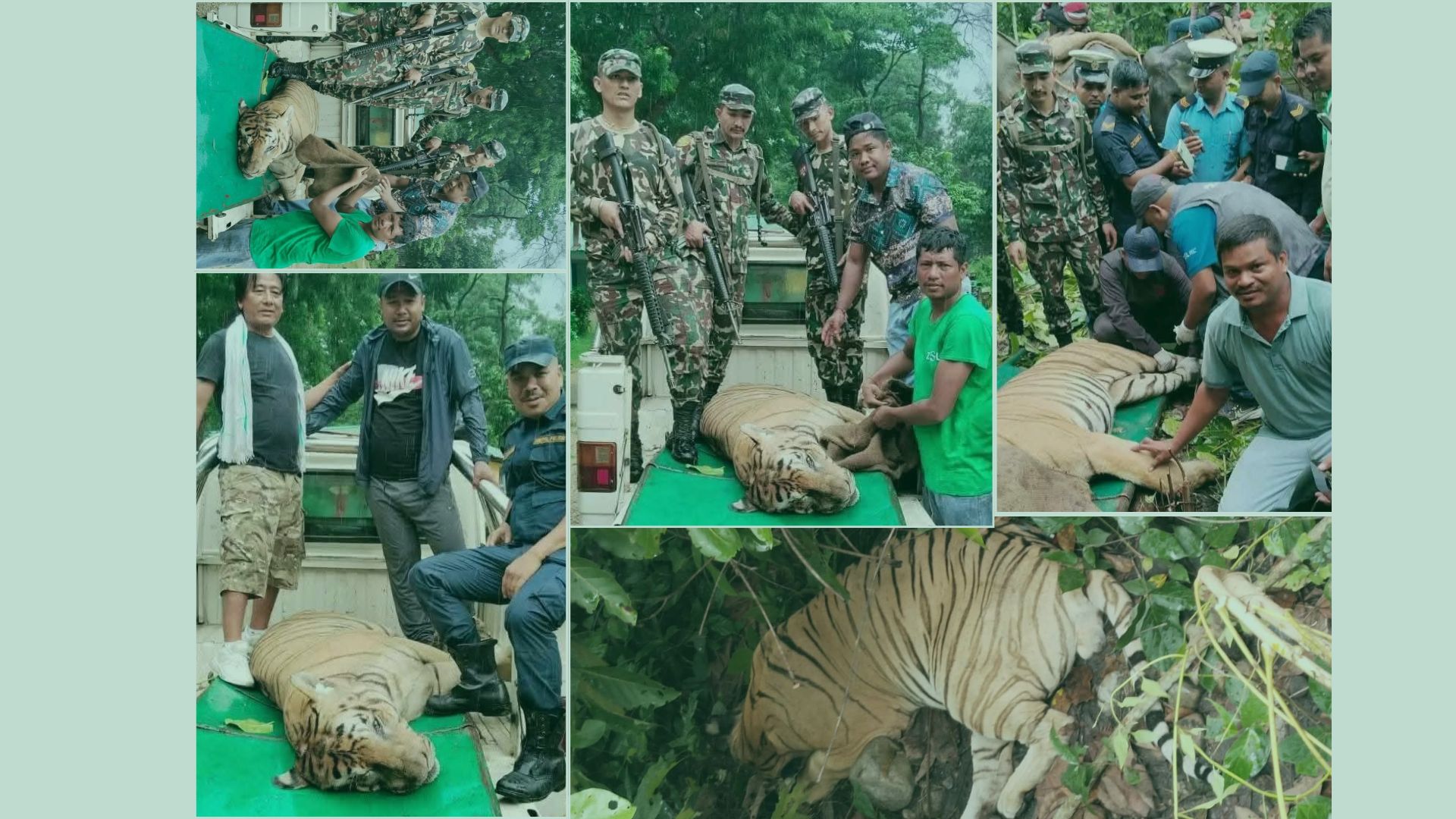 चार जनाको ज्यान लिने बाघ नियन्त्रणमा