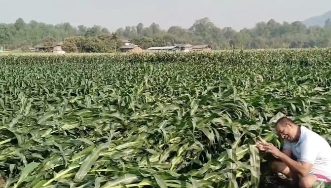 हावाहुरीको वितण्डा: रौतहटमा पकेट क्षेत्रकै मकै बाली सखाप, किसान मर्कामा